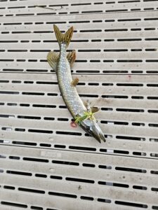 inbound1724567650672760378 225x300