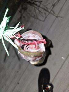 inbound5451768339027348711 225x300