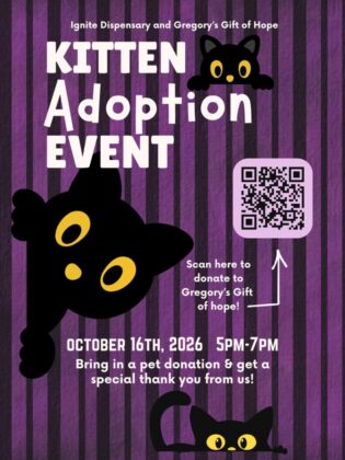 ignite kitten adopt 1 315x420